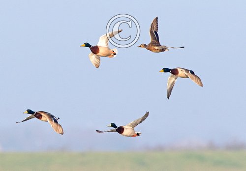Mallard in Flight DM1650